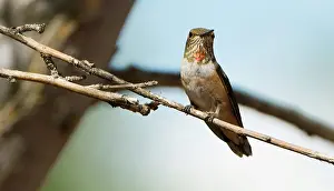 Rufus: Rufous Hummingbird