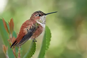 Rufus: Rufous Hummingbird