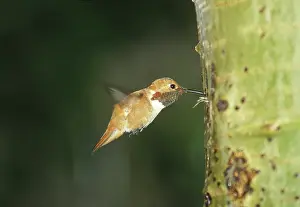 Selasphorus: Rufous Hummingbird feeding on tree sap