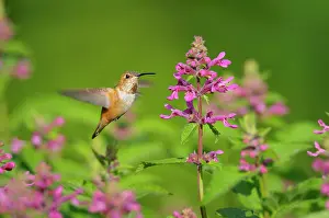 Selasphorus: Rufous Hummingbird - in flight feeding on Cooley's