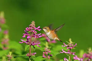 Selasphorus: Rufous Hummingbird - in flight feeding on Cooley's