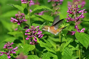 Selasphorus: Rufous Hummingbird - in flight feeding on Cooley's