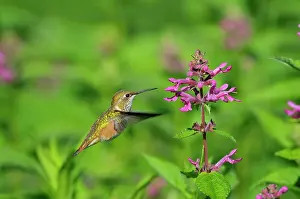 Selasphorus: Rufous Hummingbird - in flight feeding on Cooley's