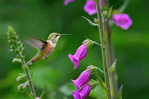Selasphorus: Rufous Hummingbird - Immature or female - feeding