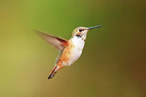 Selasphorus: Rufous Hummingbird - Immature male