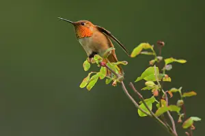 Huckleberry: Rufous Hummingbird - Male displaying gorget while