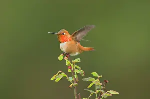Huckleberry: Rufous Hummingbird - Male displaying gorget while