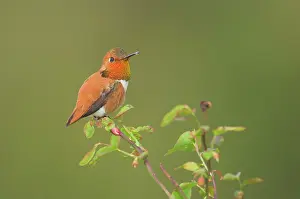 Huckleberry: Rufous Hummingbird - Male displaying gorget while