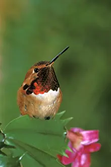 Selasphorus: Rufous Hummingbird, male, resting on cactus leave
