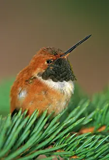 Selasphorus: Rufous Hummingbird, male, resting on spruce branch