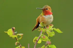 Huckleberry: Rufous Hummingbird - Male sitting on red huckleberry