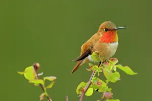 Huckleberry: Rufous Hummingbird - Male sitting on red huckleberry