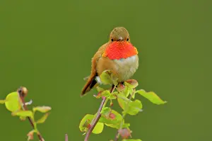 Huckleberry: Rufous Hummingbird - Male sitting on red huckleberry