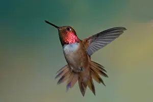 Rival: Rufous Hummingbird - male - threatening approaching