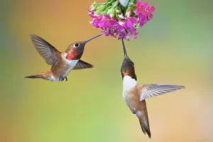 Nectar: Rufous Hummingbird - two males feeding at flower