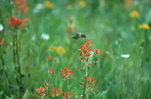 Pollinate: Rufous Hummingbird nectaring
