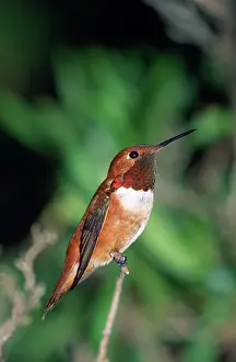 Selasphorus: RUFOUS HUMMINGBIRD - PERCHED