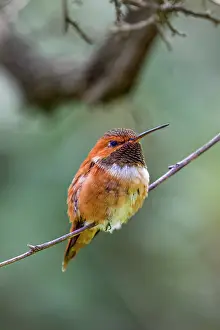 Gold: A rufous hummingbird perched looks on