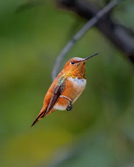 Gold: A rufous hummingbird perched looks on