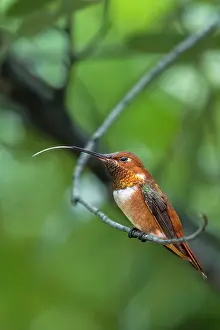 Gold: A rufous hummingbird perched looks on
