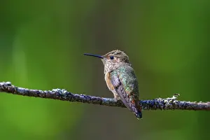 Branches: A Rufous hummingbird perched on a tree branch