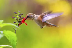 Eats: A Rufous hummingbird (Selaphorus rufus) with its beak in a bright red Salvia coccinea flower