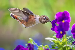 Eats: A Rufous Hummingbird (Selasphorus rufus) feeding in a flower garden