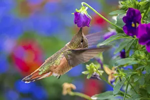 Eats: A Rufous Hummingbird (Selasphorus rufus) feeding in a flower garden