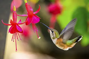 Hummingbird: A Rufous Hummingbird (Selasphorus rufus) and Fuschia flowers