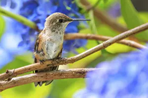 Branches: A Rufous hummingbird (Selasphorus rufus) perched on a branch surrounded by blue hydrangea flowers