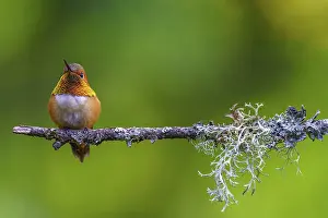 Branches: A Rufous Hummingbird (Selasphorus rufus) perched on a mossy branch