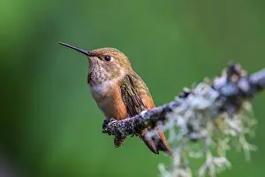 Branches: A Rufous Hummingbird (Selasphorus rufus) perched on a mossy branch