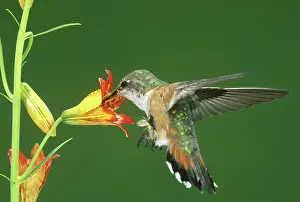 Tzacatl: Rufous Hummingbird at tiger lily