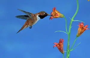 Pollinate: Rufous Hummingbird at Tiger Lily