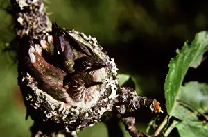 Selasphorus: Rufous Hummingbirds in Nest