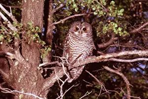 Rufous: RUFOUS LEGGED OWL