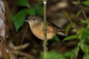 Colluricincla: Rufous / Little Shrikethrush