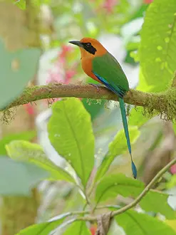 Rufous: Rufous Motmot Baryphthengus martii Ecuador BI038