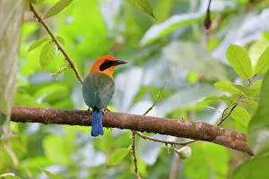 Sarapiqui: Rufous Motmot Baryphthengus martii Sarapiqui, Costa Rica BI0