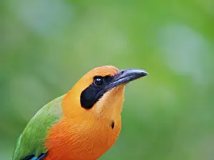 Rufous: Rufous Motmot - close up Baryphthengus martii Ec