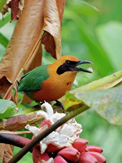 Rufous: Rufous Motmot - feeding Baryphthengus martii Ecu
