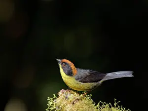 Naped: Rufous Naped Brushfinch Atlapetes rufinucha Ecua