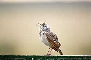 Naped: Rufous-naped Lark - Male singing
