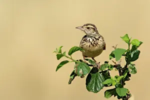 Naped: Rufous-naped Lark, Mirafra africana, Masai