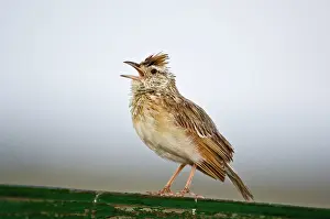 Naped: Rufous-naped Lark - Sitting on fence singing