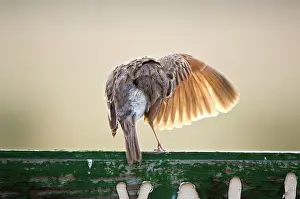 Naped: Rufous-naped Lark - Back view with wing extended