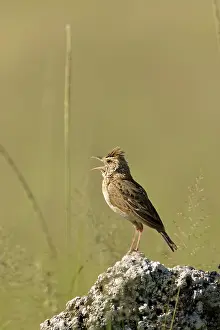 Naped: Rufous-Naped Lark (Western Form) - Singing from