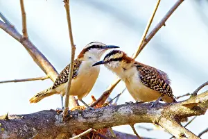 Naped: Rufous-naped Wren