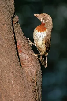 R M Bloomfield: Rufous-necked / Red-breasted WRYNECK - perched in tree