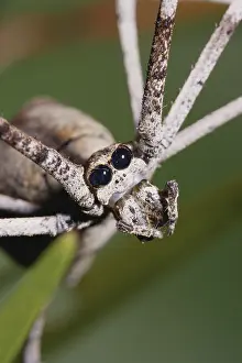 Sense: Rufous Net-casting Spider